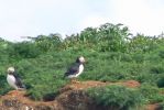 PICTURES/Puffin Express - Boat Tour Around Puffin Island/t_Puffins (7).JPG